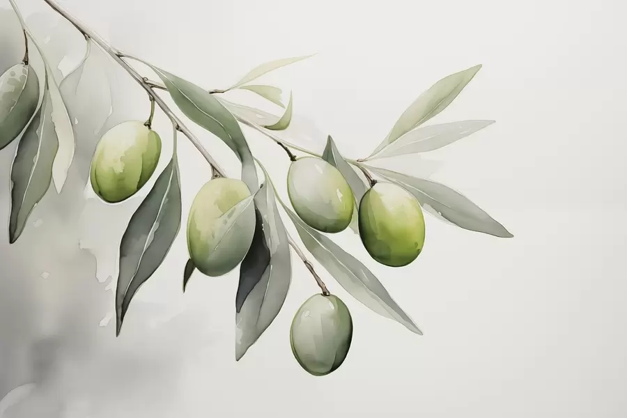 Fototapet Větev se zelenými olivami mokrý akvarel w02042