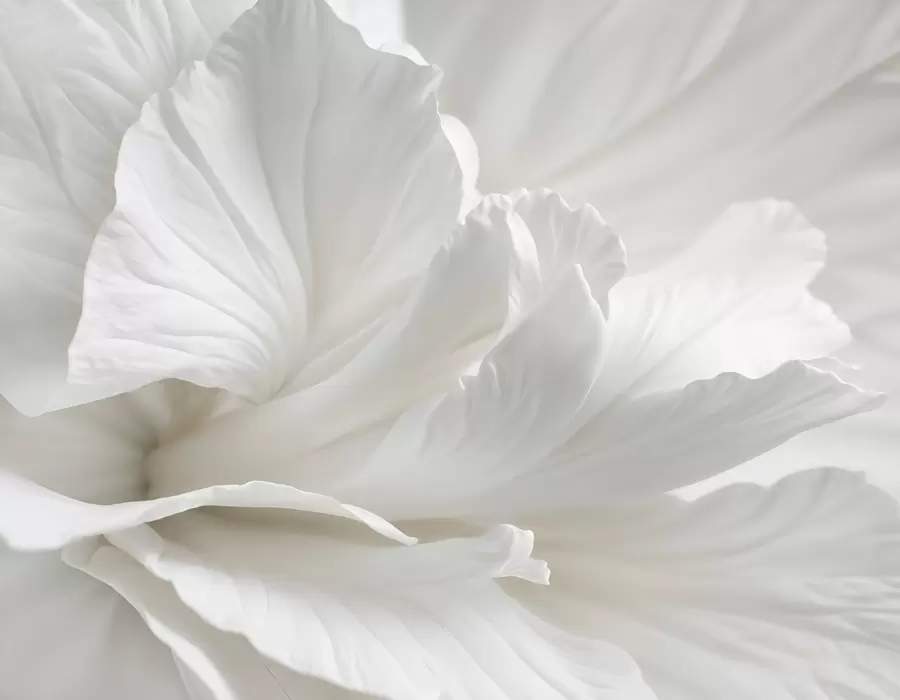 Fototapet Abstraktní minimalistický potisk jemného bílého květu s měkkými, sametovými okvětními lístky w08424