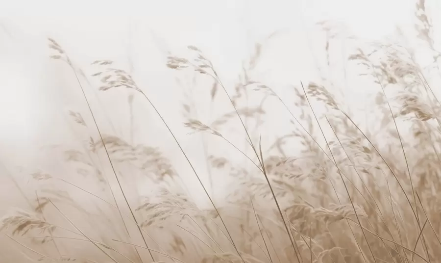 Fototapet Polní trávy za mlhavého svítání w02250