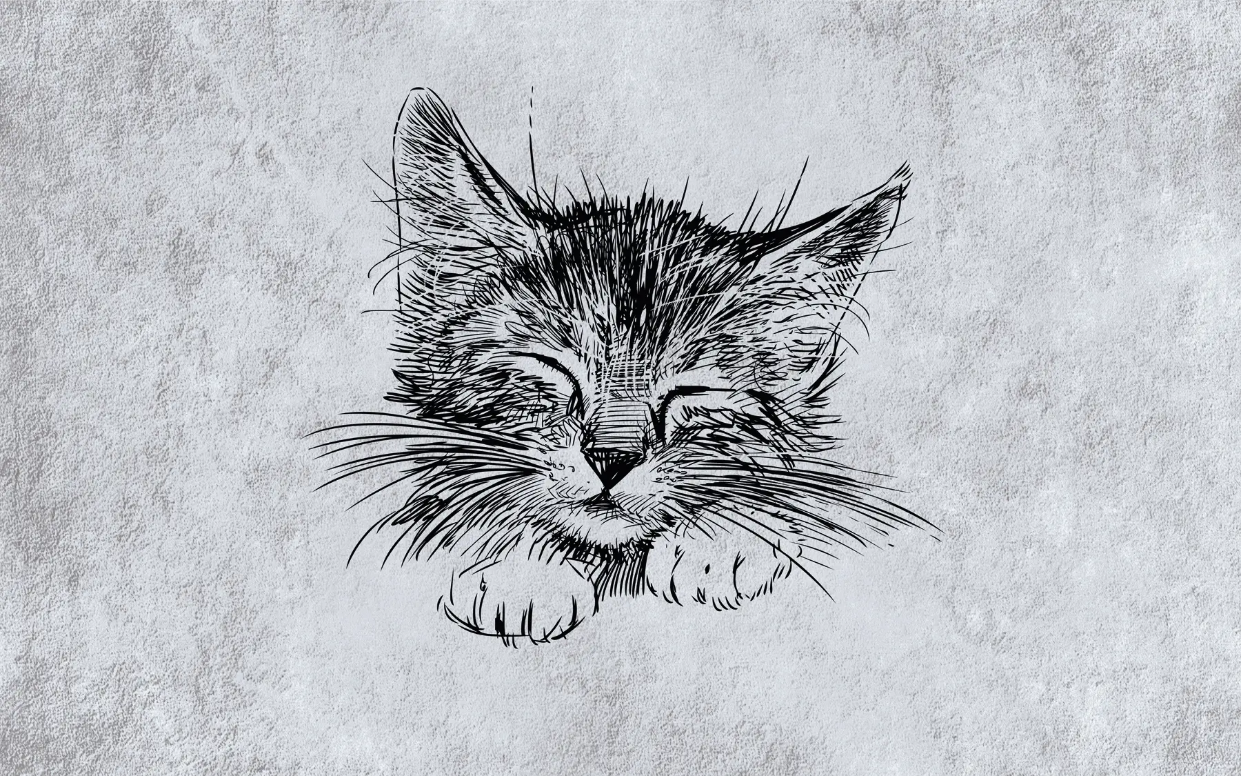 Fototapet Kočka, kočkovité z masožravců u43536