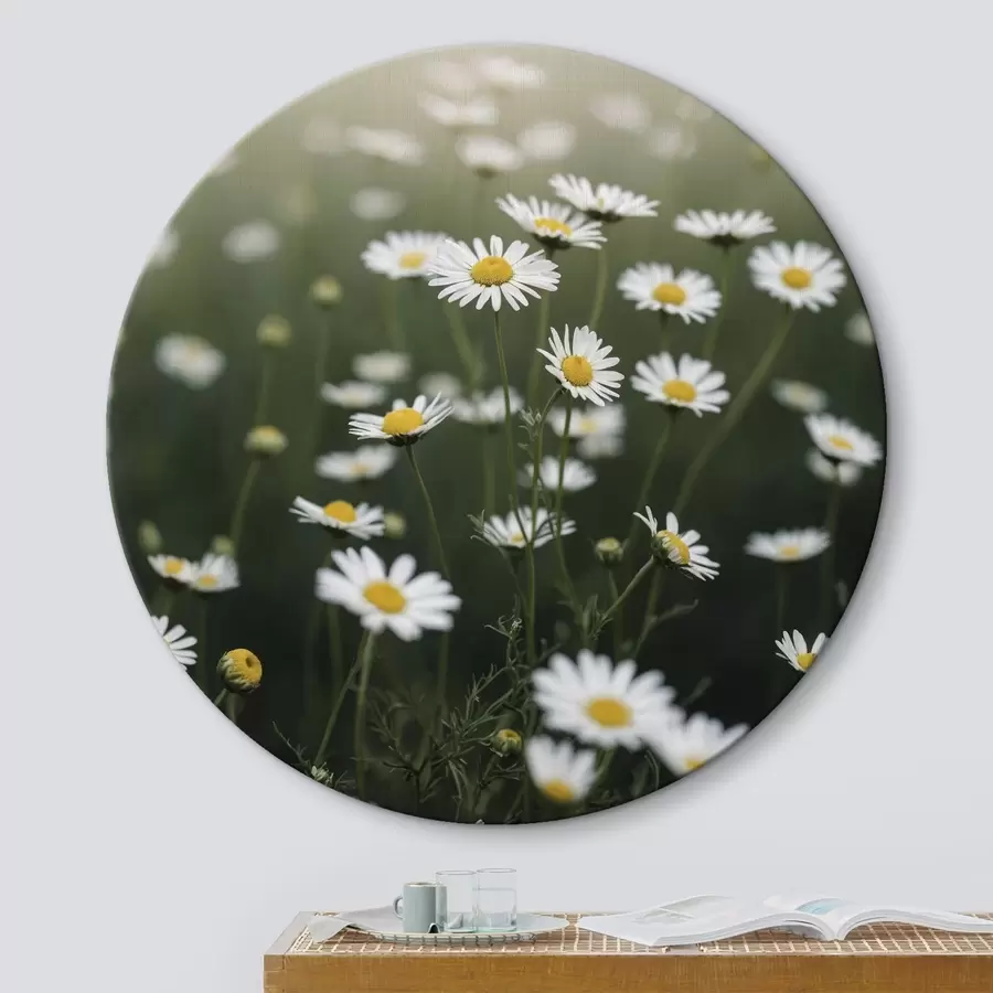 Obraz Pole kopretiny s rozostřeným zeleným pozadím Č. r44898