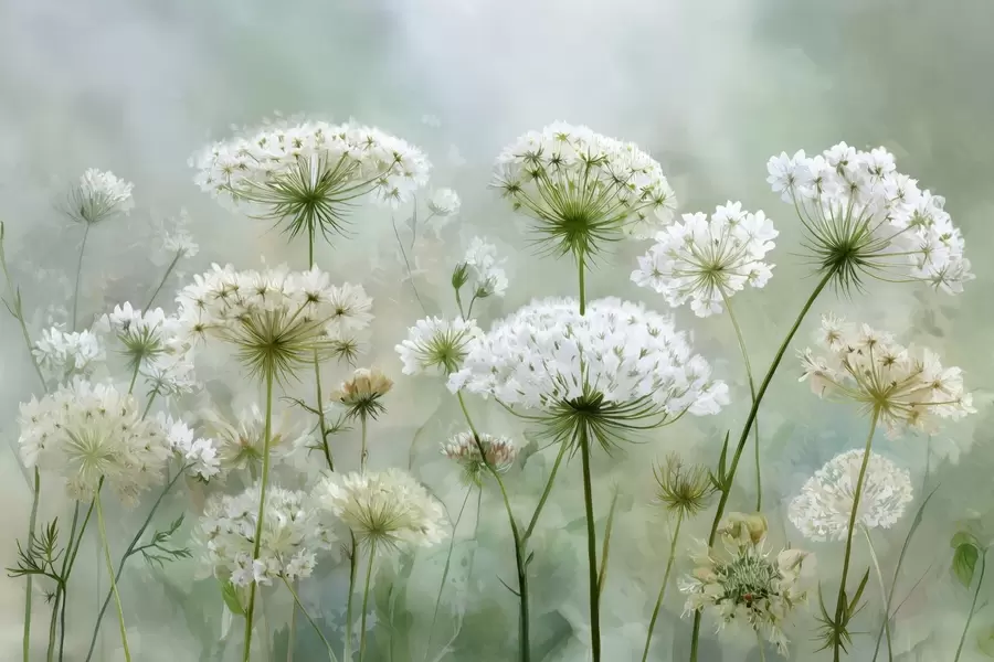 Fototapet jemné bílé divoké květiny Queen Anne, v malebném stylu, zelené tóny w04313
