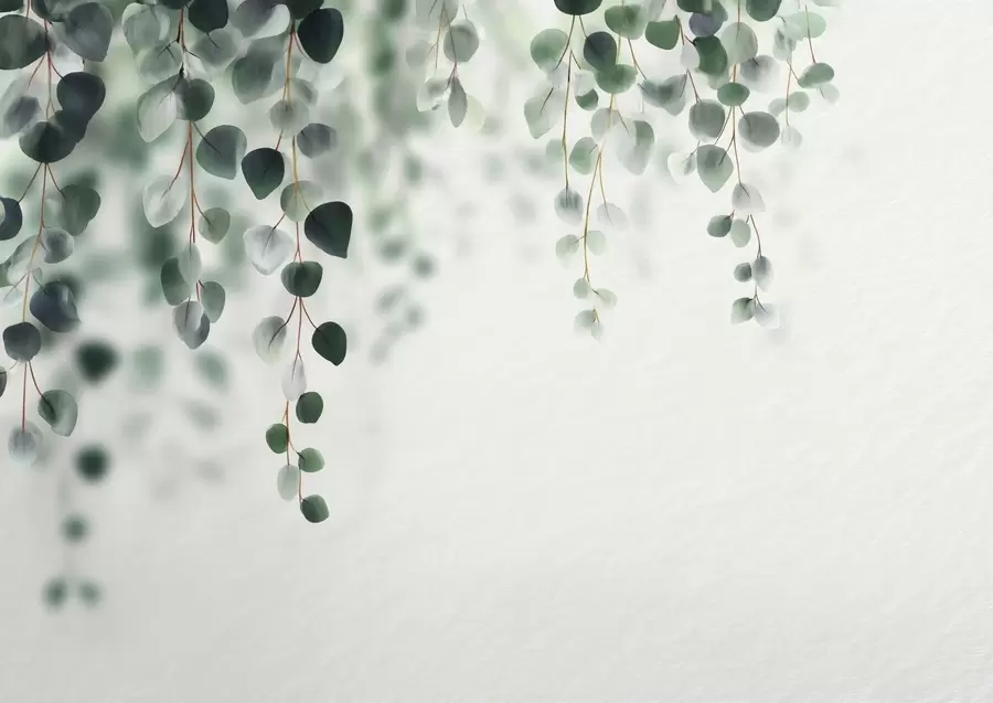 Fototapet Padající eukalyptus na světlém pozadí w04393