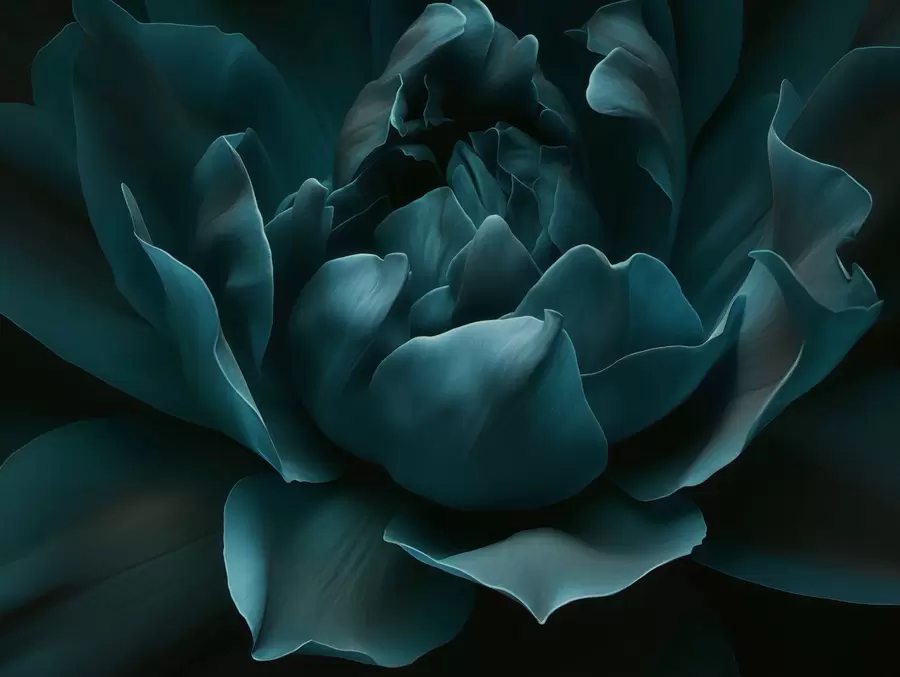 Fototapet Šepot okvětních lístků w05040