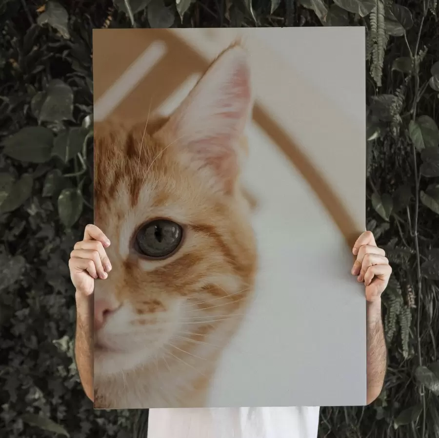 Obraz Fotografie vaší kočky na plátně Č. s47220