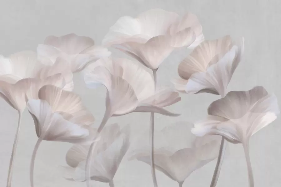 Fototapet Bledě broskvové průsvitné lotosové květy s jemnými okvětními lístky na tlumeném šedém pozadí w09640