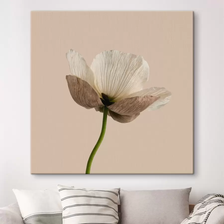 Fototapet Jemná květina s průsvitnými okvětními lístky na béžovém pozadí v minimalistickém stylu s49718
