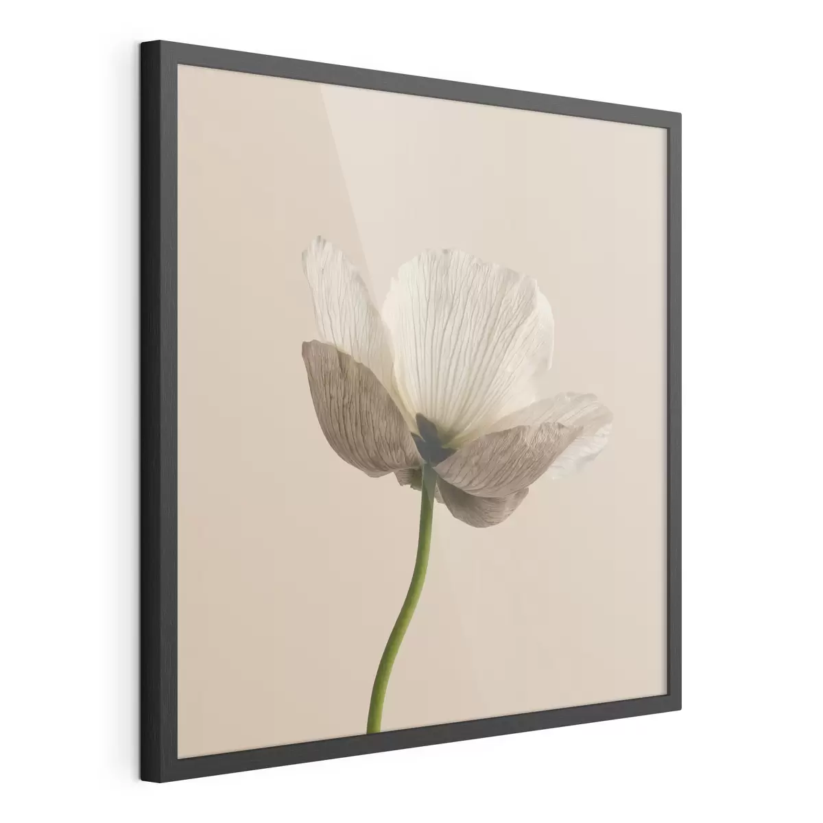 Poster Jemná květina s průsvitnými okvětními lístky na béžovém pozadí v minimalistickém stylu f49718