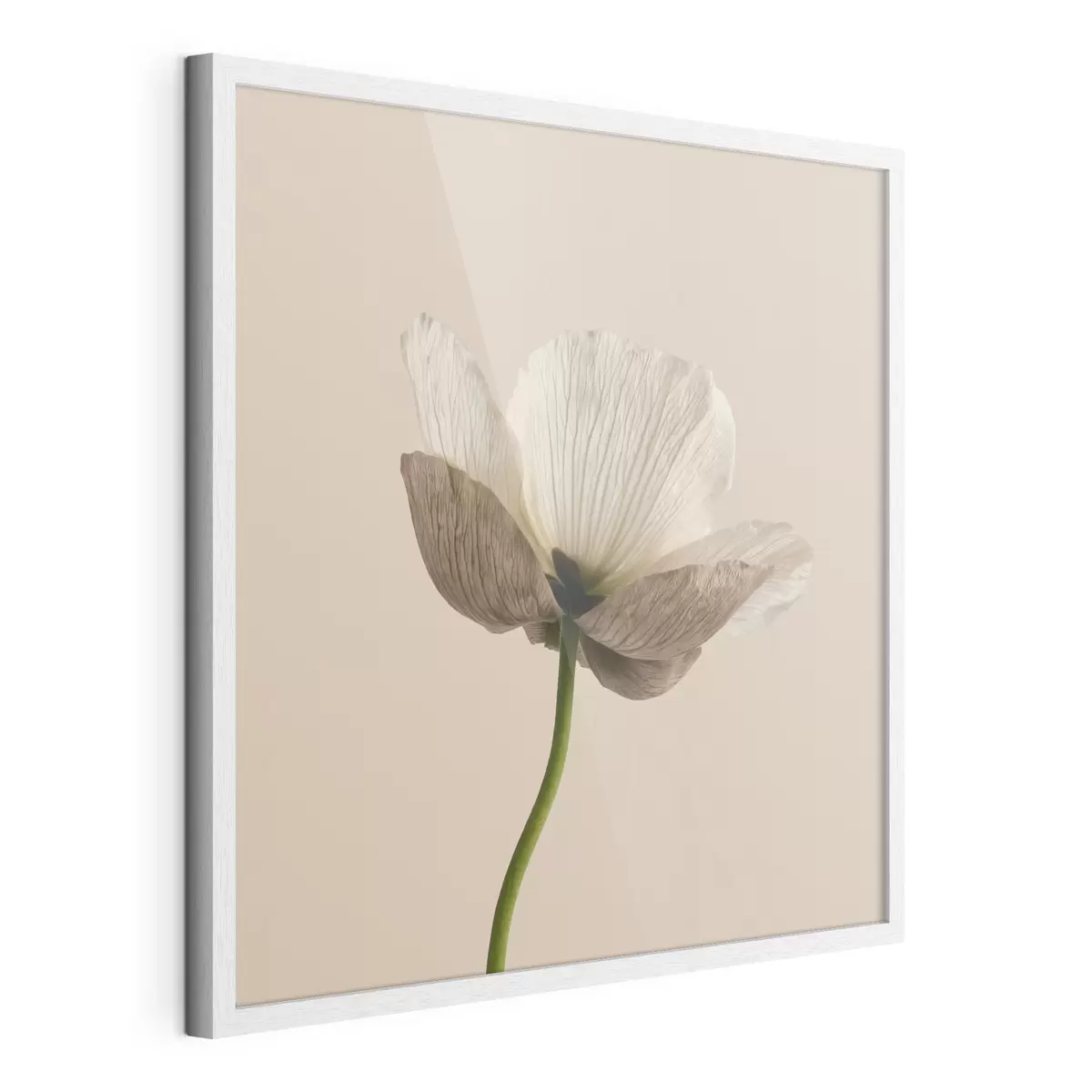 Poster Jemná květina s průsvitnými okvětními lístky na béžovém pozadí v minimalistickém stylu f49718