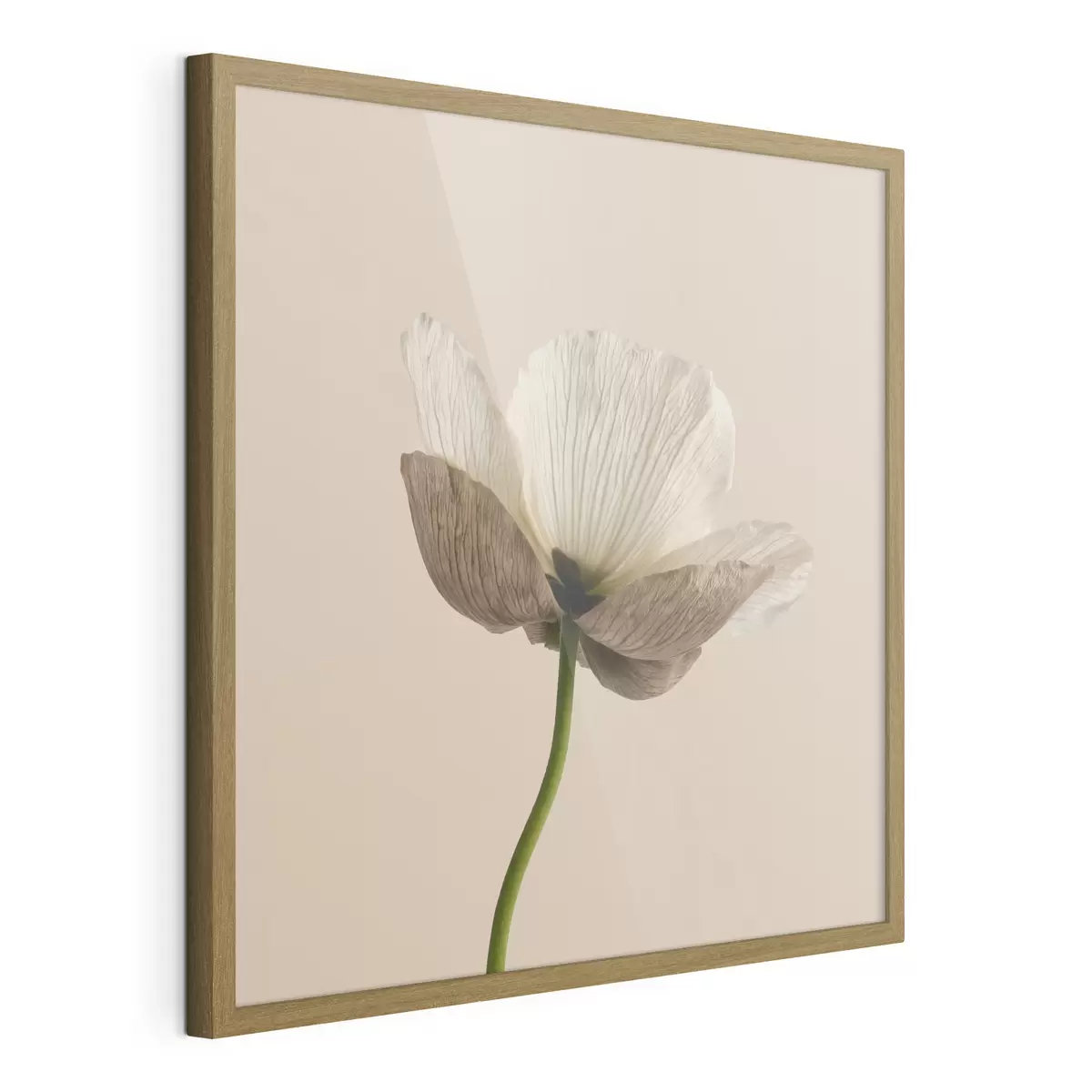 Poster Jemná květina s průsvitnými okvětními lístky na béžovém pozadí v minimalistickém stylu f49718