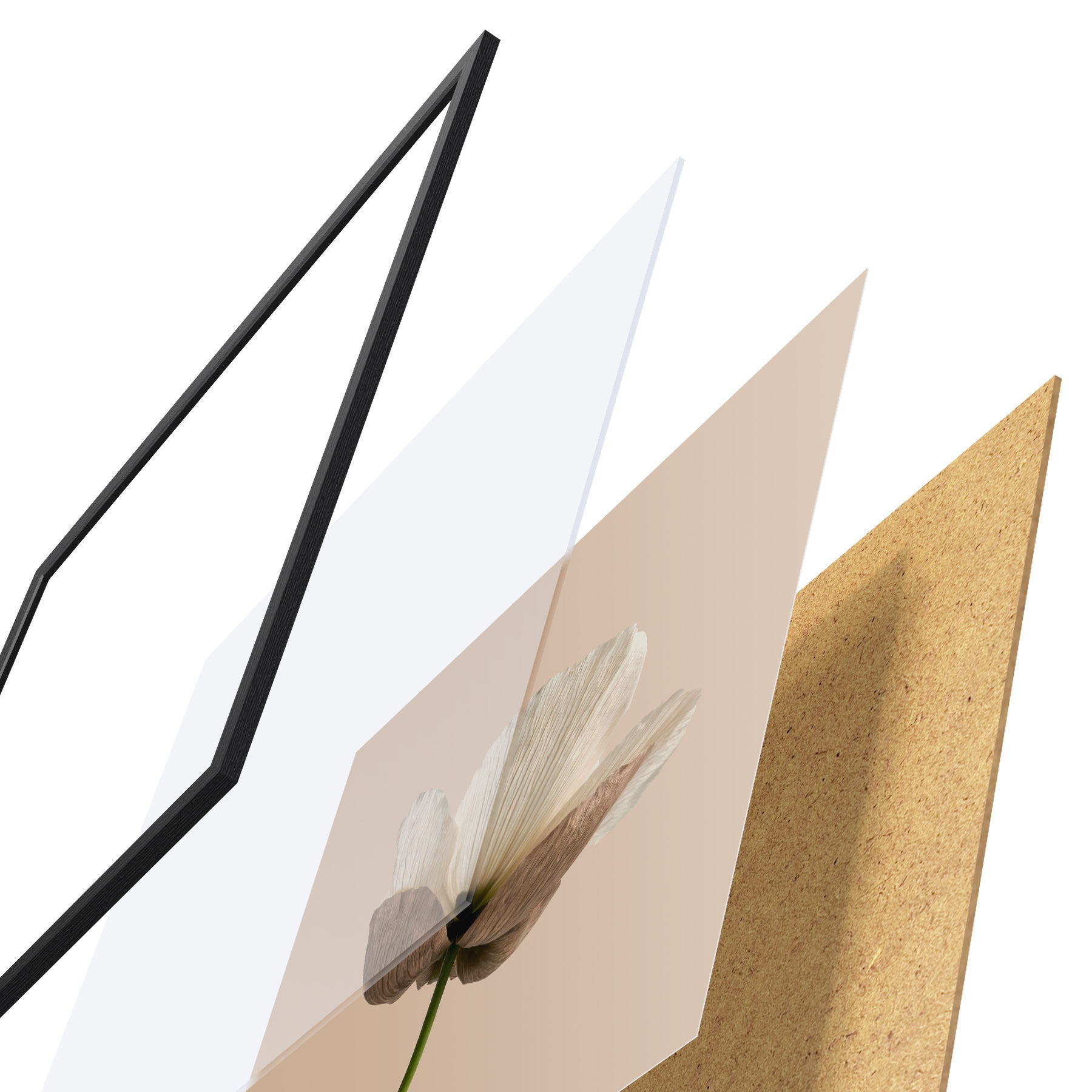 Poster Jemná květina s průsvitnými okvětními lístky na béžovém pozadí v minimalistickém stylu f49718