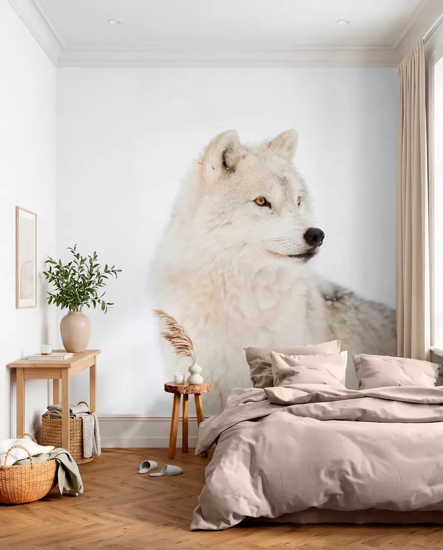 Fototapet Arktický vlk na bílém pozadí u98189